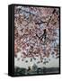 The Blossoms are Almost in Full Bloom on the Cherry Trees-null-Framed Stretched Canvas