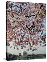 The Blossoms are Almost in Full Bloom on the Cherry Trees-null-Stretched Canvas