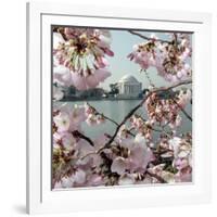 The Blossoms are Almost in Full Bloom on the Cherry Trees-null-Framed Photographic Print