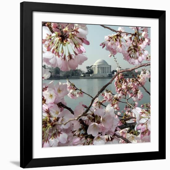 The Blossoms are Almost in Full Bloom on the Cherry Trees-null-Framed Photographic Print