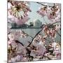 The Blossoms are Almost in Full Bloom on the Cherry Trees-null-Mounted Photographic Print