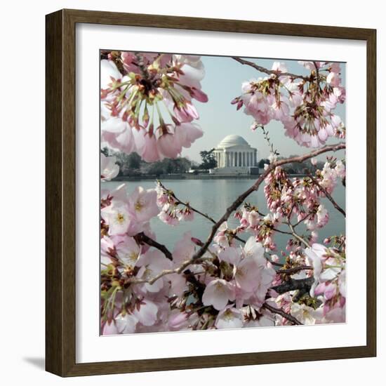 The Blossoms are Almost in Full Bloom on the Cherry Trees-null-Framed Photographic Print