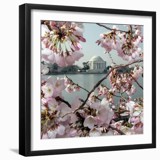 The Blossoms are Almost in Full Bloom on the Cherry Trees-null-Framed Photographic Print