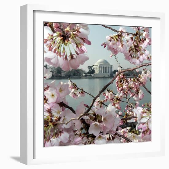 The Blossoms are Almost in Full Bloom on the Cherry Trees-null-Framed Photographic Print