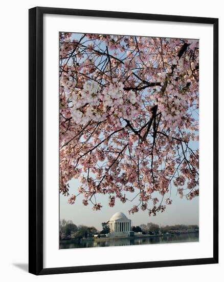 The Blossoms are Almost in Full Bloom on the Cherry Trees-null-Framed Photographic Print