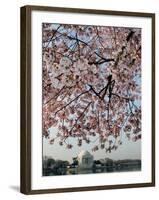 The Blossoms are Almost in Full Bloom on the Cherry Trees-null-Framed Photographic Print