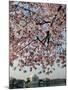 The Blossoms are Almost in Full Bloom on the Cherry Trees-null-Mounted Photographic Print
