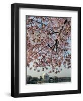 The Blossoms are Almost in Full Bloom on the Cherry Trees-null-Framed Photographic Print