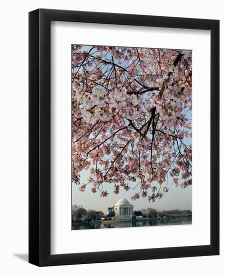 The Blossoms are Almost in Full Bloom on the Cherry Trees-null-Framed Photographic Print