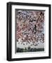 The Blossoms are Almost in Full Bloom on the Cherry Trees-null-Framed Photographic Print