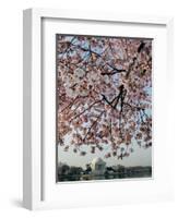 The Blossoms are Almost in Full Bloom on the Cherry Trees-null-Framed Photographic Print