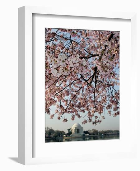 The Blossoms are Almost in Full Bloom on the Cherry Trees-null-Framed Photographic Print