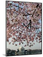 The Blossoms are Almost in Full Bloom on the Cherry Trees-null-Mounted Photographic Print