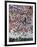 The Blossoms are Almost in Full Bloom on the Cherry Trees-null-Framed Photographic Print