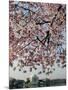 The Blossoms are Almost in Full Bloom on the Cherry Trees-null-Mounted Photographic Print