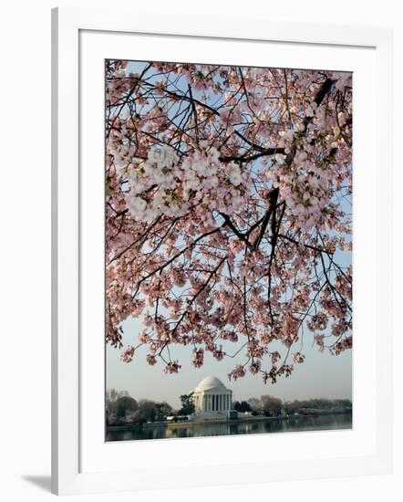 The Blossoms are Almost in Full Bloom on the Cherry Trees-null-Framed Photographic Print