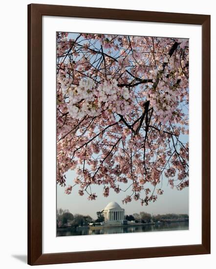 The Blossoms are Almost in Full Bloom on the Cherry Trees-null-Framed Photographic Print