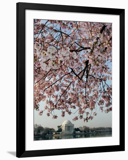 The Blossoms are Almost in Full Bloom on the Cherry Trees-null-Framed Photographic Print