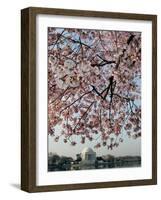 The Blossoms are Almost in Full Bloom on the Cherry Trees-null-Framed Photographic Print