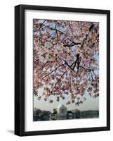 The Blossoms are Almost in Full Bloom on the Cherry Trees-null-Framed Photographic Print