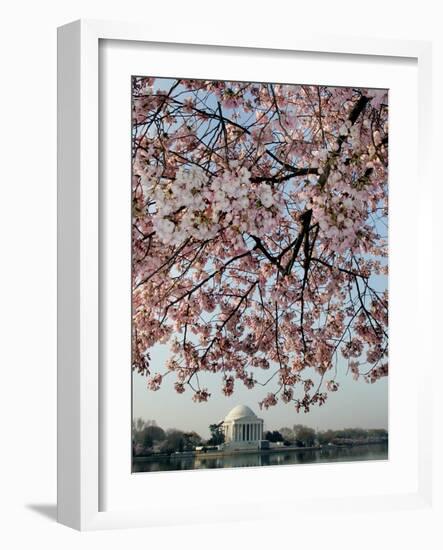 The Blossoms are Almost in Full Bloom on the Cherry Trees-null-Framed Photographic Print