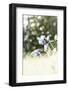 The Blossoms of the Aquilegia Aquilegia-Petra Daisenberger-Framed Photographic Print