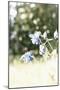 The Blossoms of the Aquilegia Aquilegia-Petra Daisenberger-Mounted Photographic Print