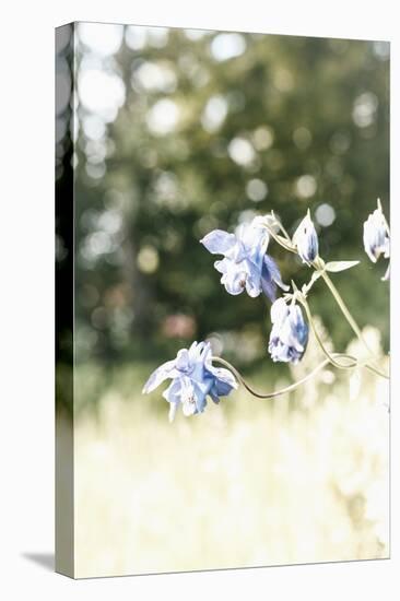 The Blossoms of the Aquilegia Aquilegia-Petra Daisenberger-Stretched Canvas