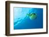 The Blowfish Plunges into the Blue Abyss-Manamana-Framed Photographic Print