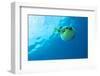 The Blowfish Plunges into the Blue Abyss-Manamana-Framed Photographic Print