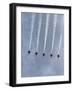 The Blue Angels-Stocktrek Images-Framed Photographic Print