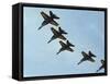 The Blue Angels-Stocktrek Images-Framed Stretched Canvas