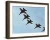 The Blue Angels-Stocktrek Images-Framed Photographic Print