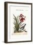 The Blue-Bellied Finch. the Narcissus Jacobea, 1749-73-George Edwards-Framed Giclee Print