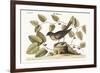 The Blue Bird, 1749-73-Mark Catesby-Framed Giclee Print