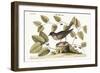 The Blue Bird, 1749-73-Mark Catesby-Framed Giclee Print