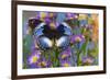 The Blue Diadem butterfly, Hypolimnas salmacis on blue Asters-Darrell Gulin-Framed Photographic Print