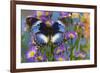 The Blue Diadem butterfly, Hypolimnas salmacis on blue Asters-Darrell Gulin-Framed Photographic Print