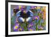 The Blue Diadem butterfly, Hypolimnas salmacis on blue Asters-Darrell Gulin-Framed Photographic Print