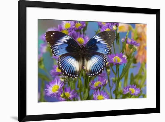 The Blue Diadem butterfly, Hypolimnas salmacis on blue Asters-Darrell Gulin-Framed Photographic Print