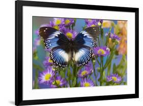 The Blue Diadem butterfly, Hypolimnas salmacis on blue Asters-Darrell Gulin-Framed Photographic Print