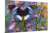 The Blue Diadem butterfly, Hypolimnas salmacis on blue Asters-Darrell Gulin-Mounted Photographic Print