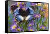 The Blue Diadem butterfly, Hypolimnas salmacis on blue Asters-Darrell Gulin-Framed Stretched Canvas