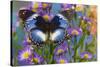 The Blue Diadem butterfly, Hypolimnas salmacis on blue Asters-Darrell Gulin-Stretched Canvas
