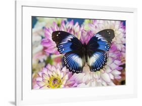 The Blue Diadem butterfly, Hypolimnas salmacis, on Dahlias-Darrell Gulin-Framed Photographic Print