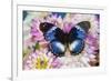 The Blue Diadem butterfly, Hypolimnas salmacis, on Dahlias-Darrell Gulin-Framed Photographic Print