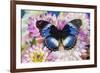 The Blue Diadem butterfly, Hypolimnas salmacis, on Dahlias-Darrell Gulin-Framed Photographic Print