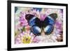 The Blue Diadem butterfly, Hypolimnas salmacis, on Dahlias-Darrell Gulin-Framed Photographic Print