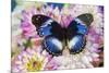 The Blue Diadem butterfly, Hypolimnas salmacis, on Dahlias-Darrell Gulin-Mounted Photographic Print