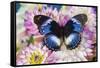 The Blue Diadem butterfly, Hypolimnas salmacis, on Dahlias-Darrell Gulin-Framed Stretched Canvas